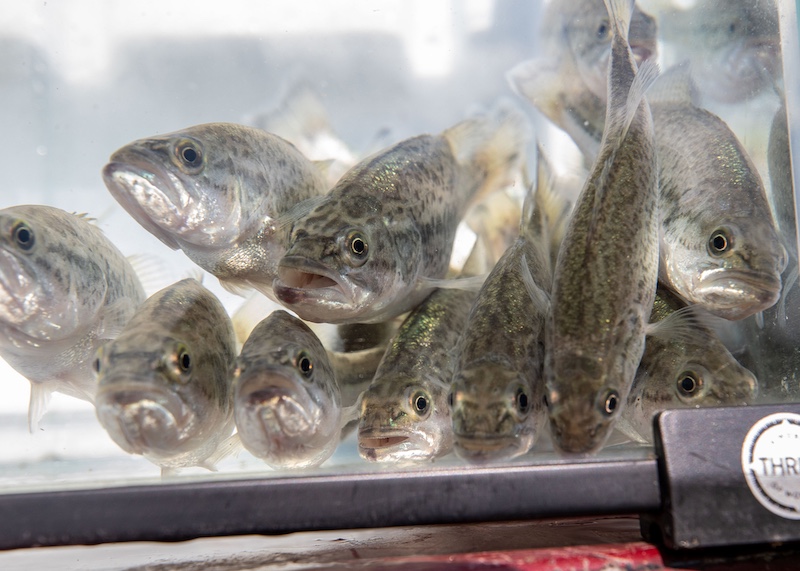 Silver and green fish pile up in a group in the corner of a tank of water. 