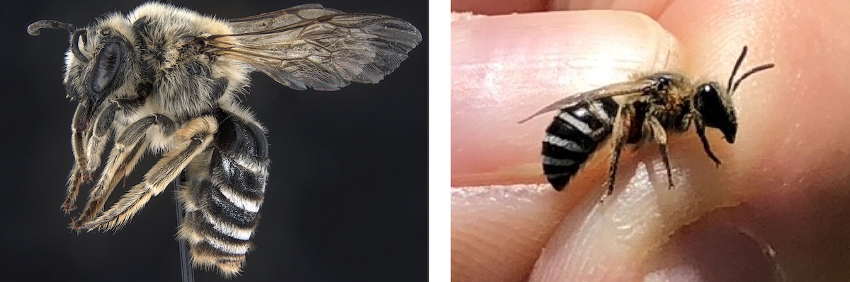 A collage of two photos of bees collaged side by side. The image on the left is of a bee on a black background. The image on the right is a close-up of a bee held by a biologist.