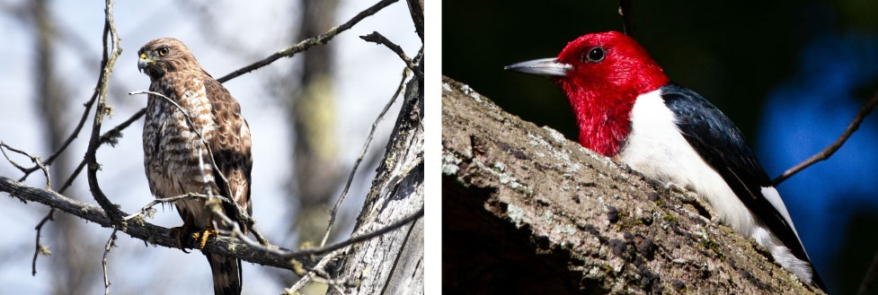 A collage of two photos. The image on the left is of a brown and white mottled hawk perched on a tree branch. The photo on the right is of a red headed, white breasted and black winged woodpecker foraging for food on a tree branch.