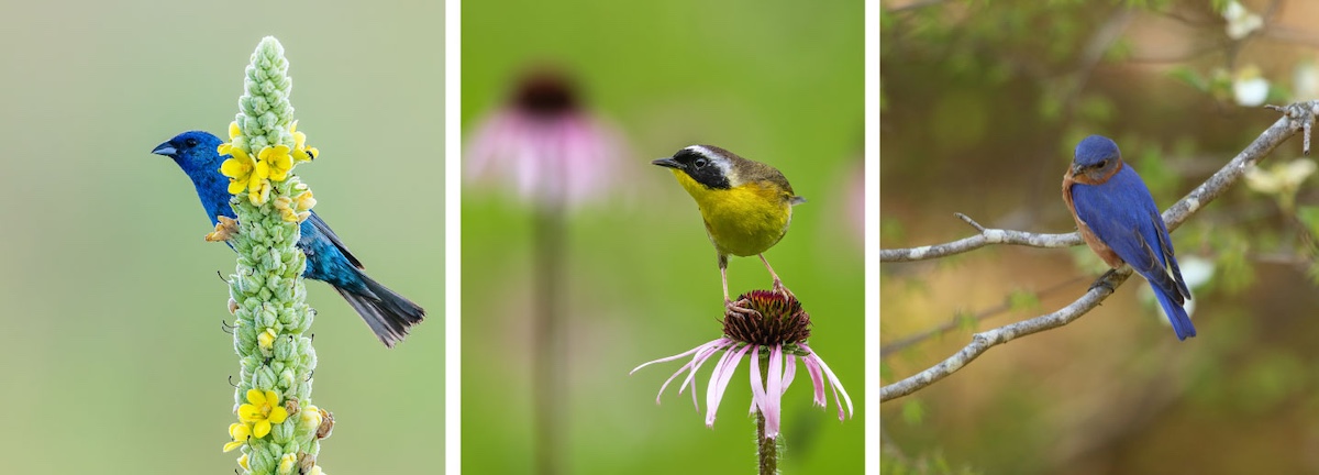 A collage of three songbirds. The first bird is completely blue perching on a tall spike of yellow flowers, the middle bird is yellow with a black face and brown back perching on top of a purple coneflower, and the last bird perching on a tree limb has a reddish breast and blue on its head and back.