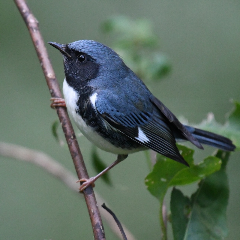A small bird with a black face, blue head and back, black wings, and a white breast perches on a tree branch. Green leaves are in the background.