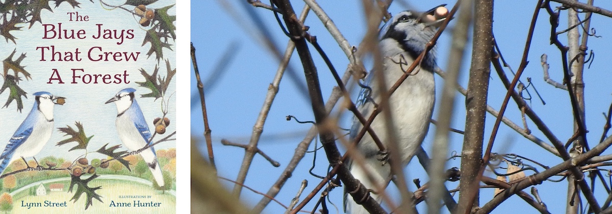 A collage of two photos. The photo on the left is of the book cover, "The Blue Jays That Grew A Forest." The photo on the right is of a blue jay perched on a tree branch with two acorns in its beak. In the background is a bright blue sky.