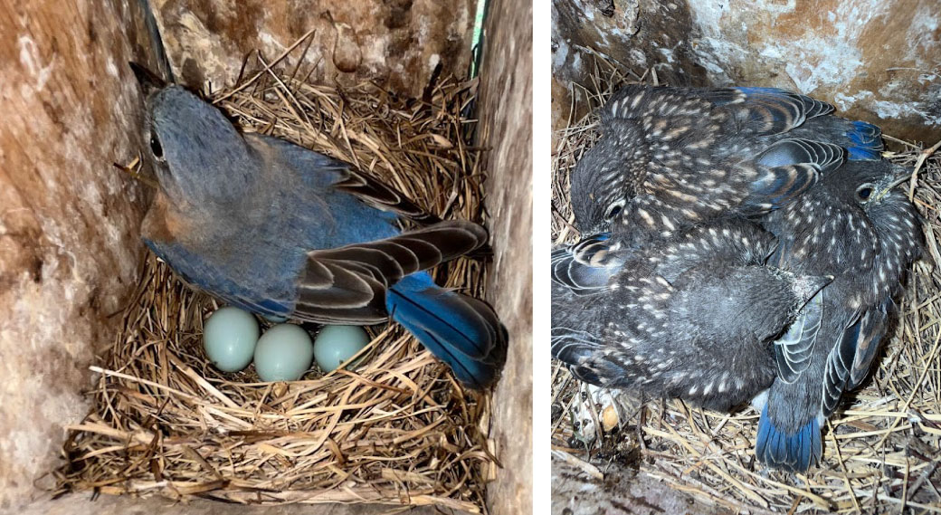 A collage of two photos. The photo on the left is of a blue bird in a nest box incubating some blue eggs while sitting on a nest made of tan grasses. The photo on the right is of three fledgling gray, tan and blue birds sitting on a nest made of grasses in a nest box.