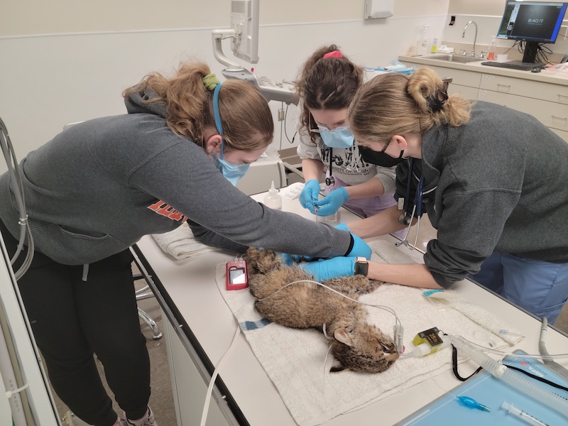 Three veterinarian students complete an examination of a brown and tan bobcat while it lays unconscious on an examination table.