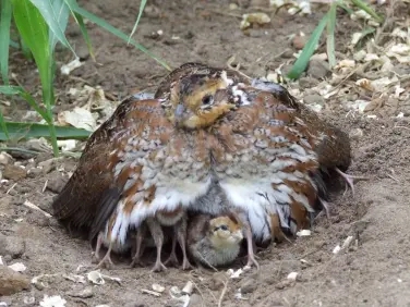 A small brown, tan and white quail hen hovers her chicks to keep them warm and safe.