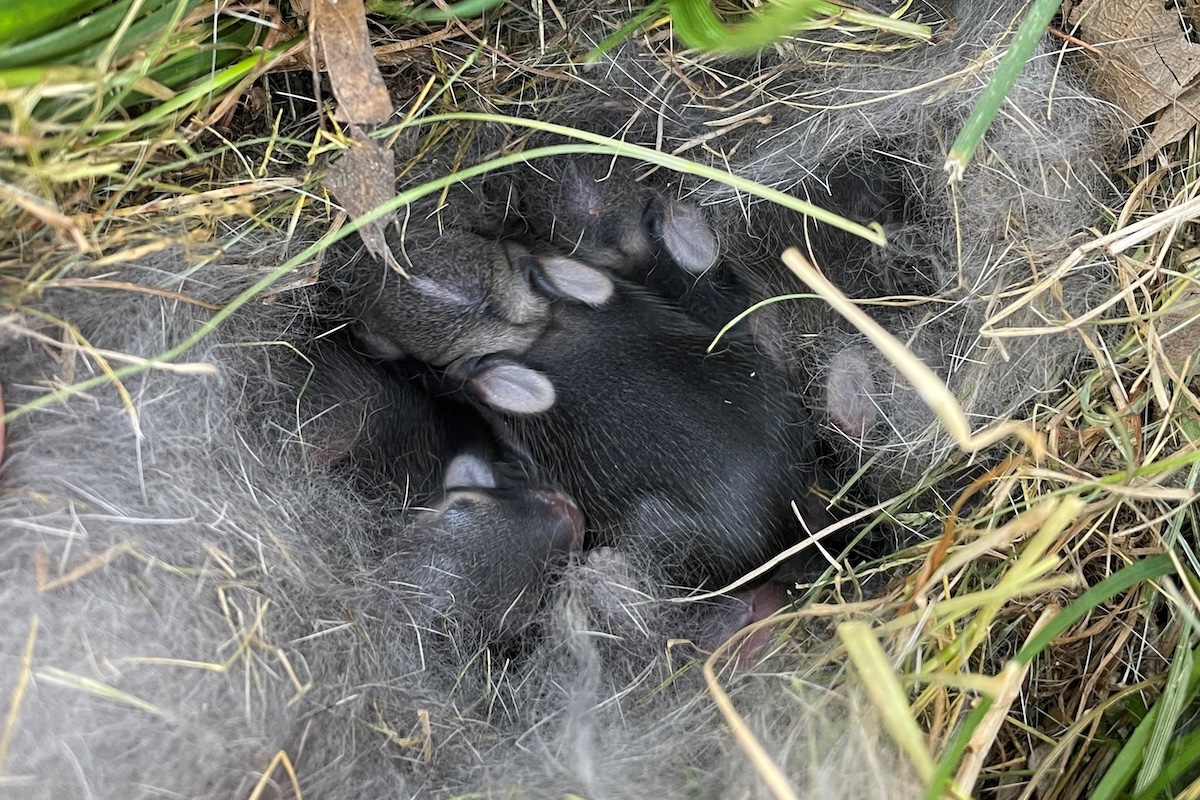 Dark gray tiny baby rabbits snuggled in a fur lined grassy nest.