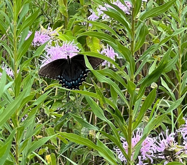 A black swallowtail butterfly nectars on a purple flower. Green lush vegetation surrounds the flowers.
