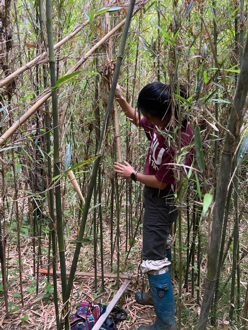 A researcher takes measurements in a bamboo thicket.