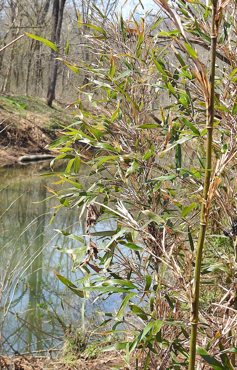 A clump of bamboo grows on the bank of a creek in a southern Illinois woodland.
