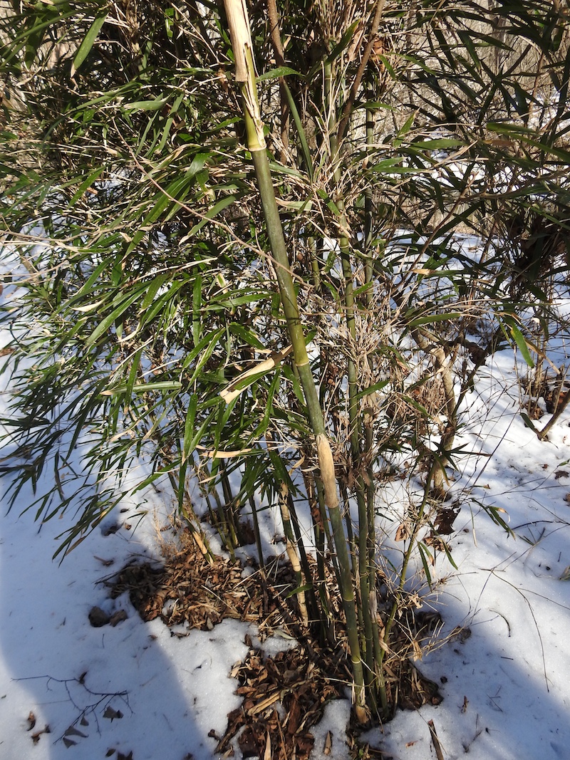 A clump of bamboo in a snowy landscape.