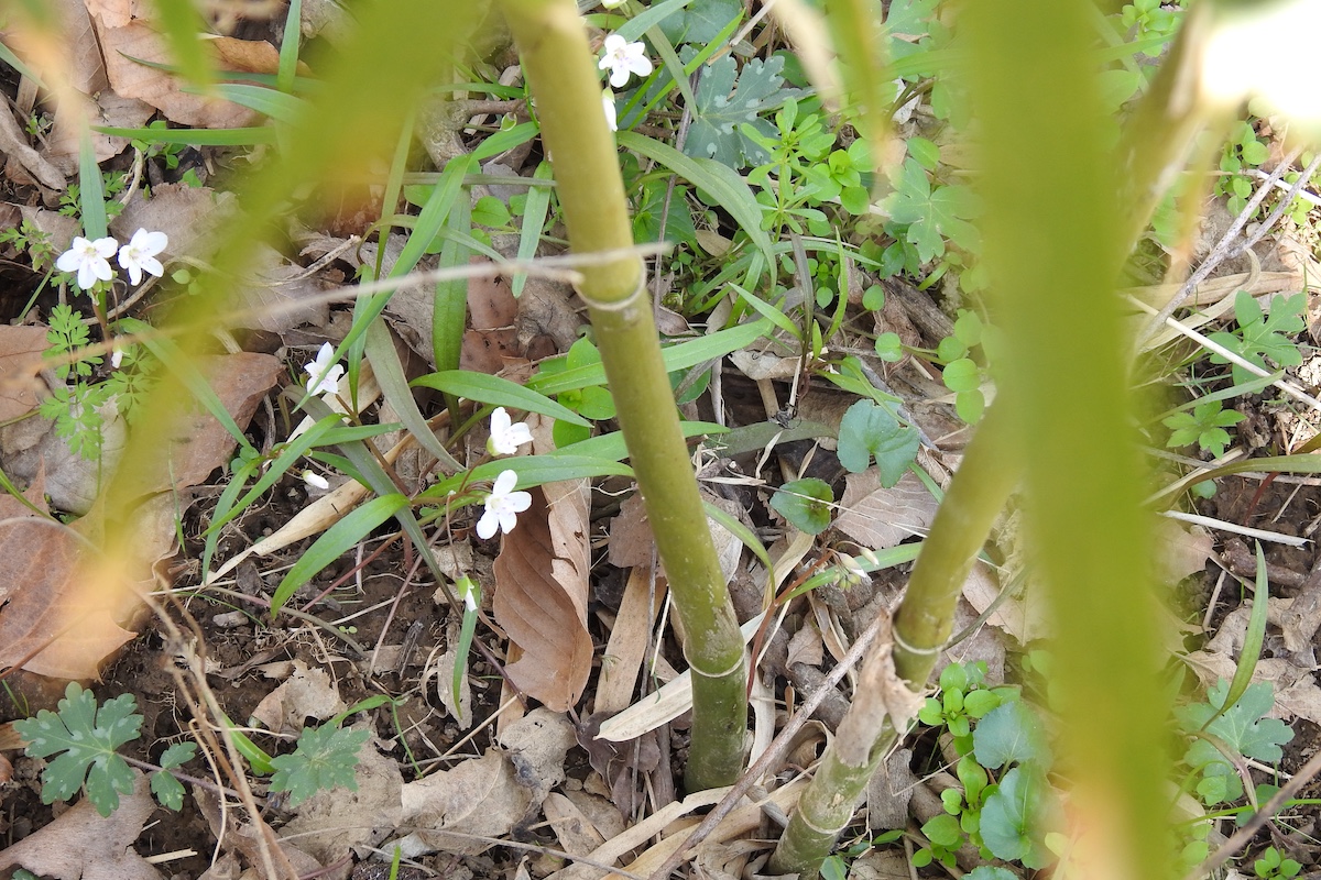 A close-up of the forest floor with small white spring flowers interspersed cane shoots and leaf litter.