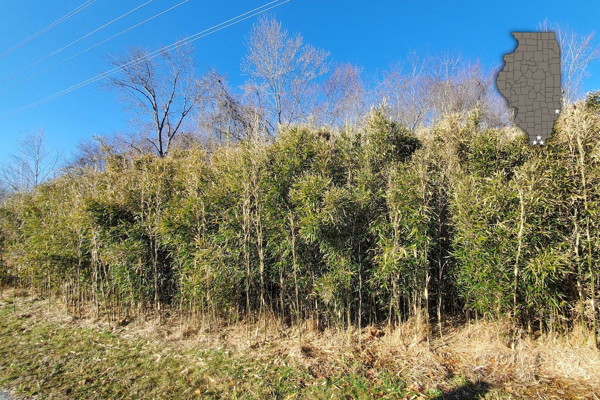 A cane thicket is on the edge of a woodland. Overhead is a bright blue sky. Overlaying the photo in the top right is a gray map of Illinois with the counties outlined in black lines. Three small white stars are at the bottom of Illinois, and one star is located on the right side and up a third of the state.