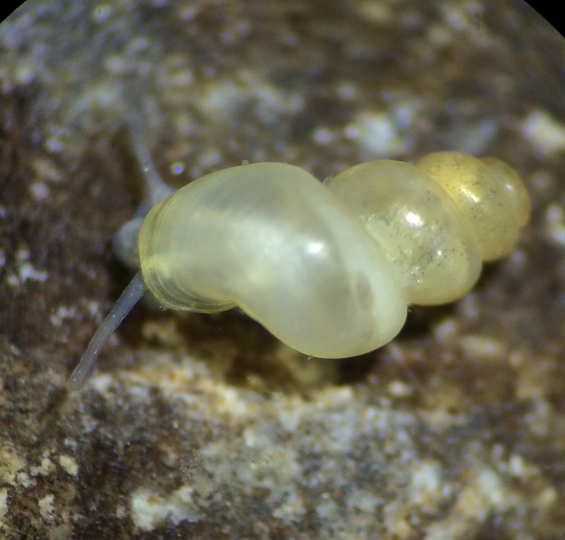 A close-up of a light tan snail on a gray and white speckled rock.