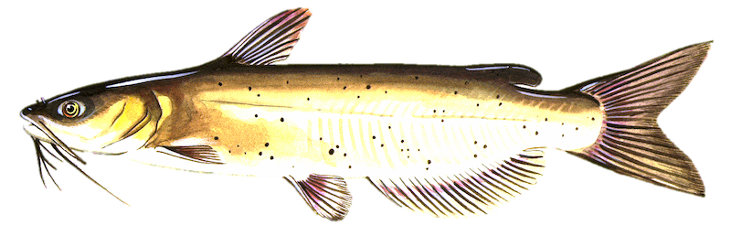 An illustration of a tan catfish with brown spots.