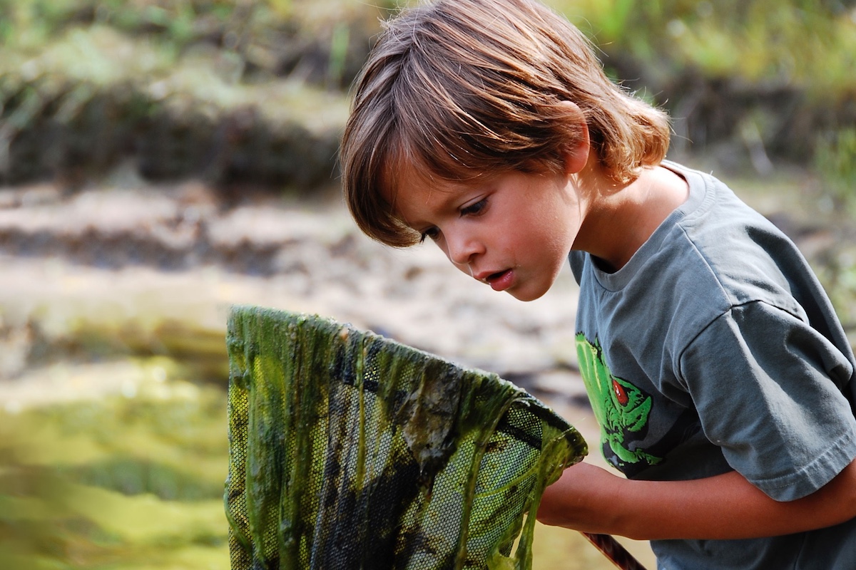 A young boy peers into a small net secured to a pole being held by the boy. In the background is a freshwater pond.