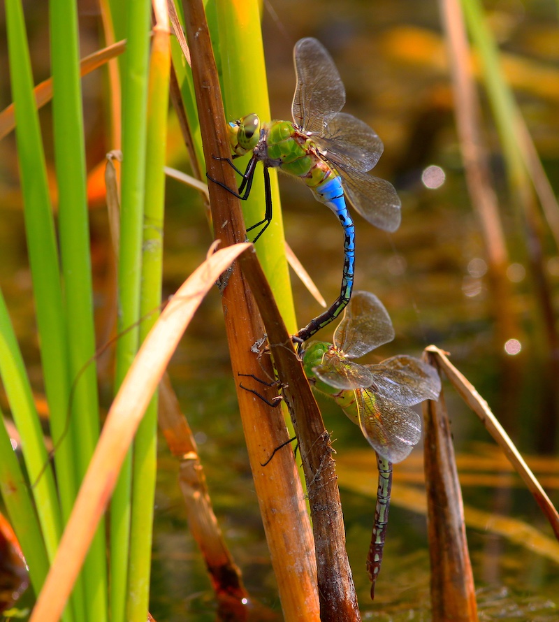 A pair of dragonflies mating while perching on a cattail leaf. In the background is a wetland.
