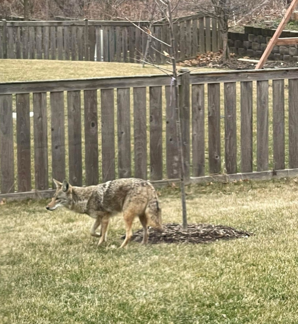 Many coyotes can easily hop fences less than 6 feet tall. This coyote is standing near a fence in a backyard.