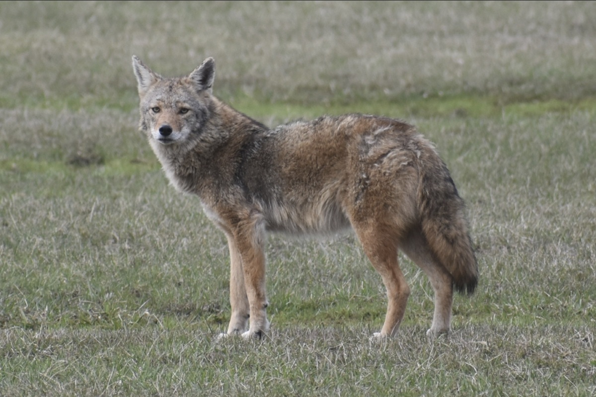 An image of a coyote standing in a field of short grass with its face turned toward the photographer.