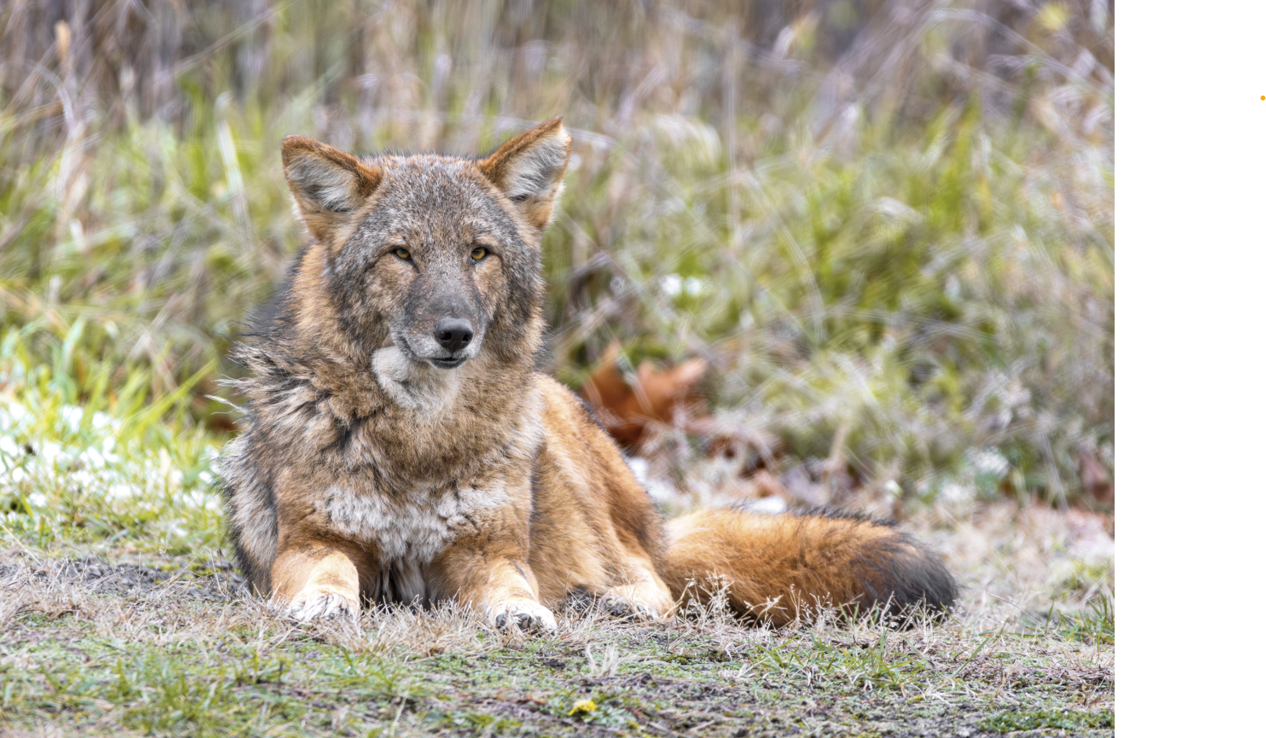 A large coyote is laying in a yard looking toward the camera. Coyotes have variable colors in their fur.