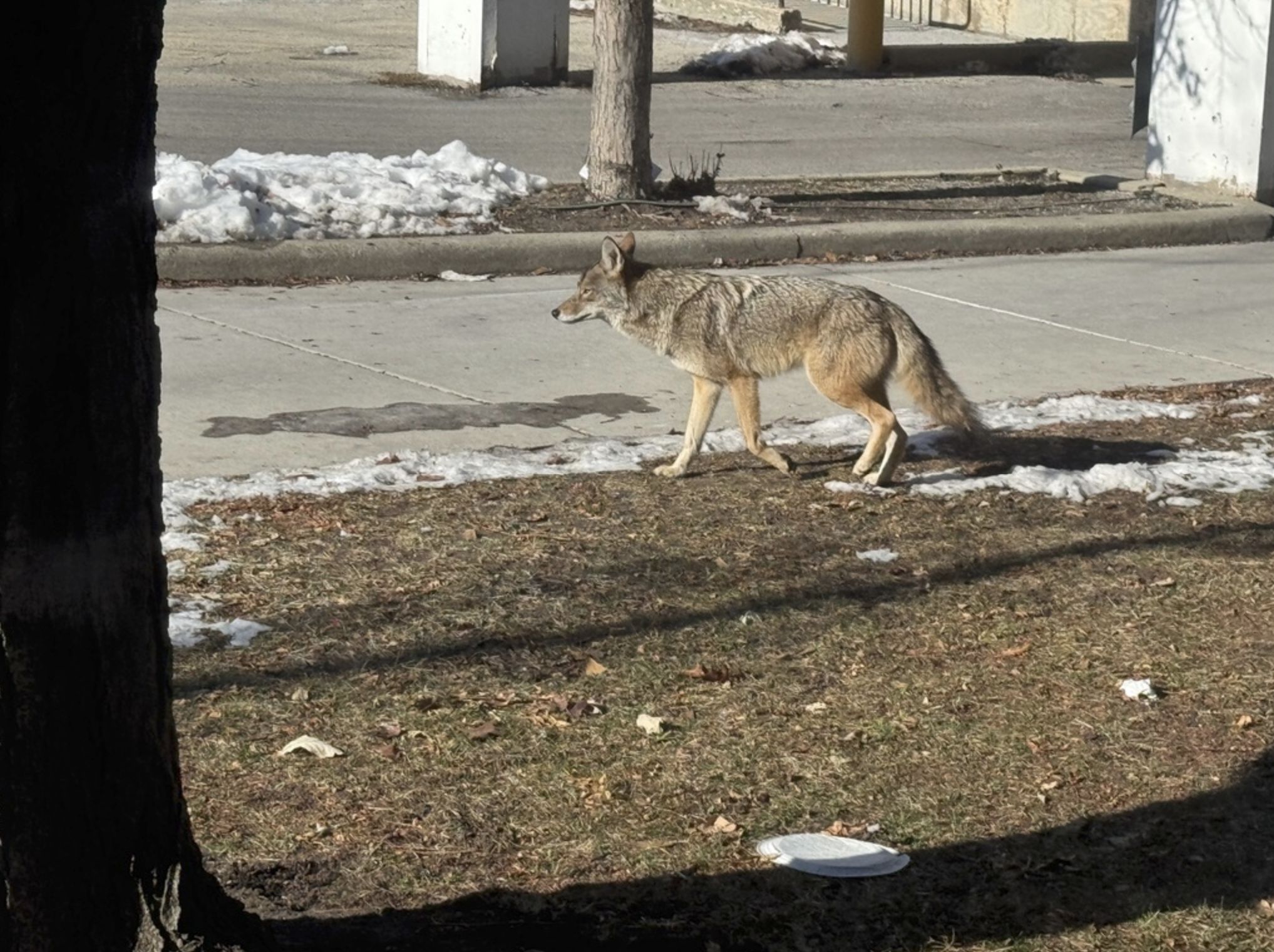 A coyote starts to cross a road on a snowy day.