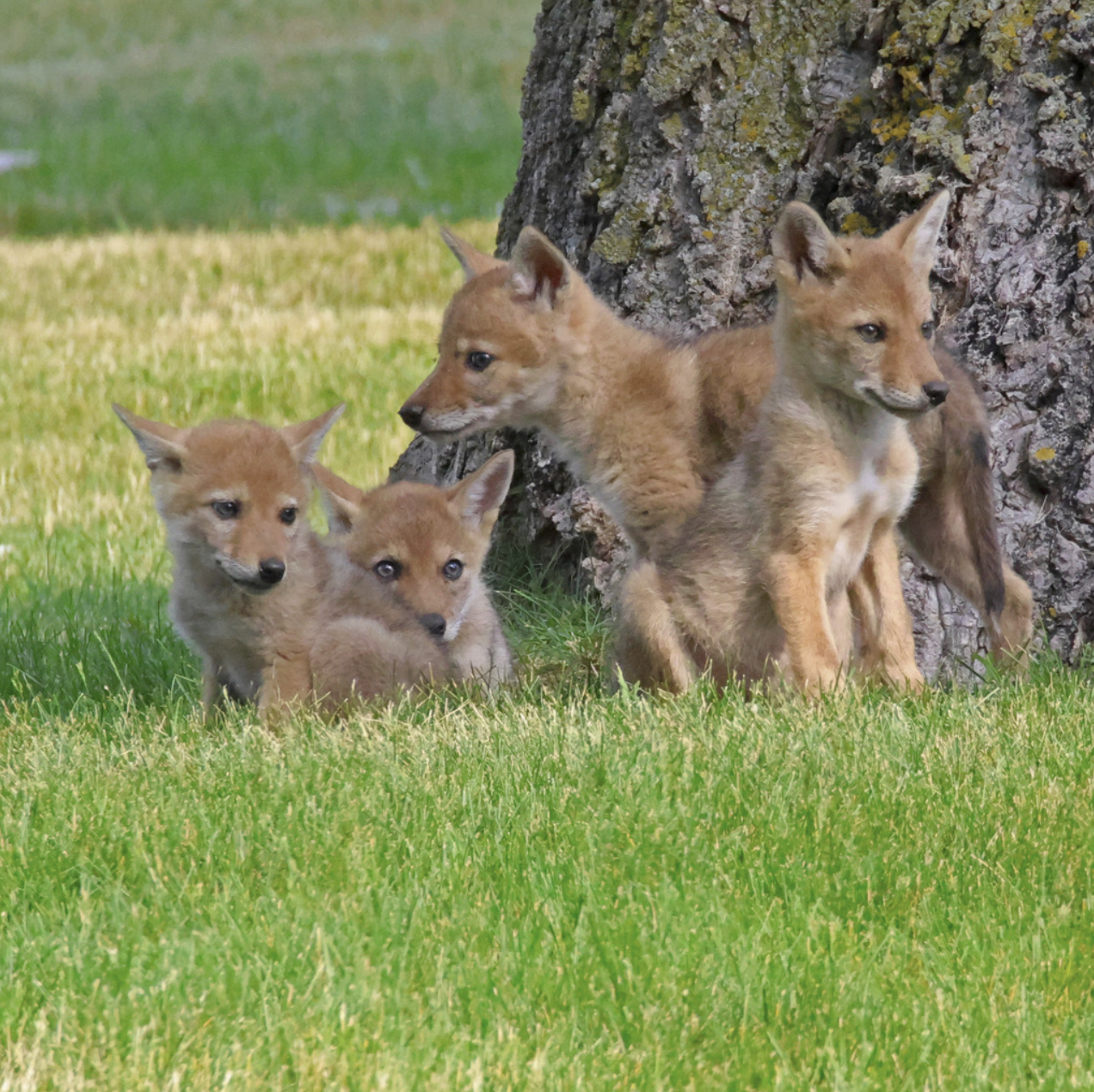 Four young coyote pups sit together in the short grass next to the base of a large tree.