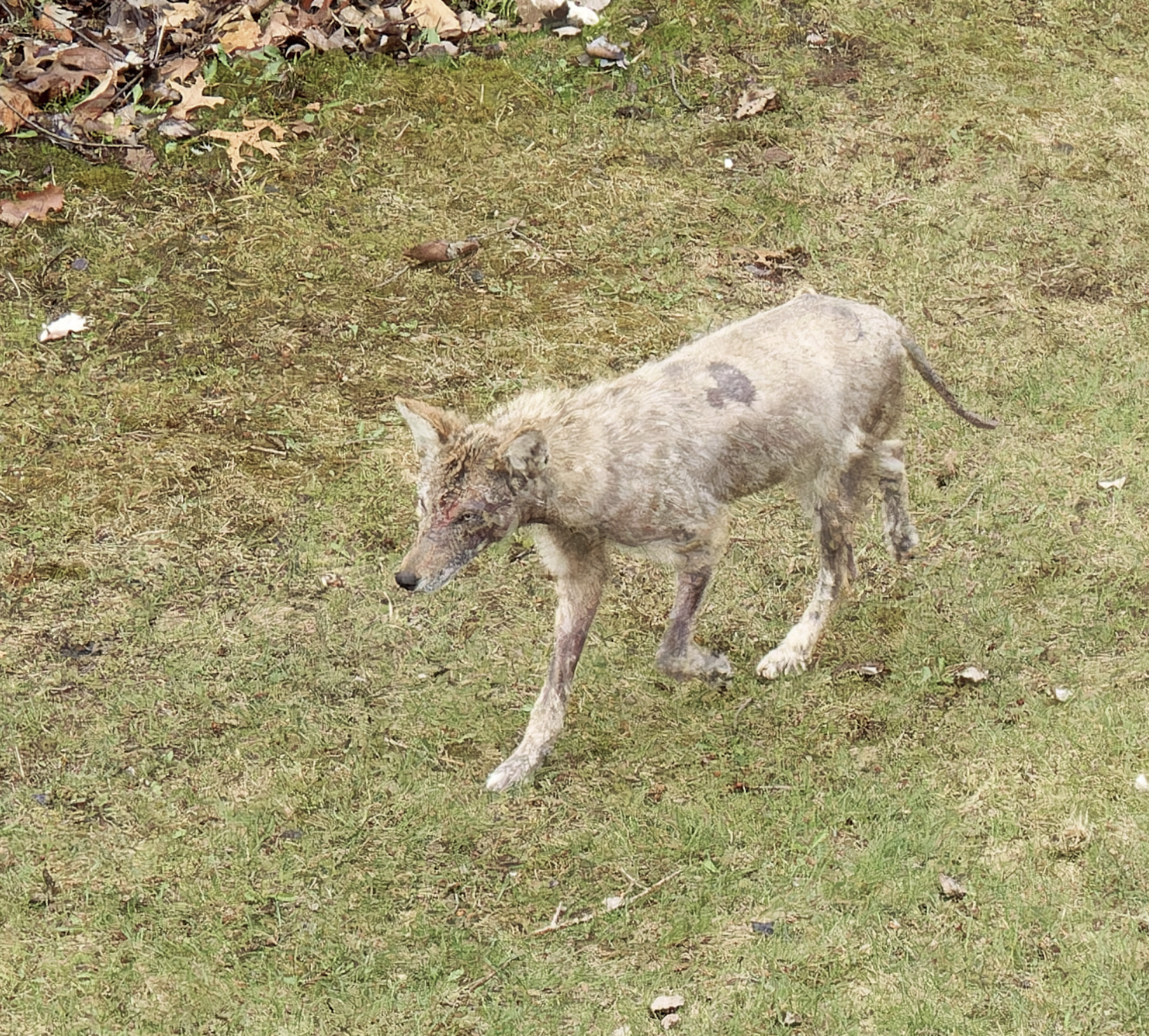 A coyote with mange with the classic signs including scabby skin and loss of fur. 