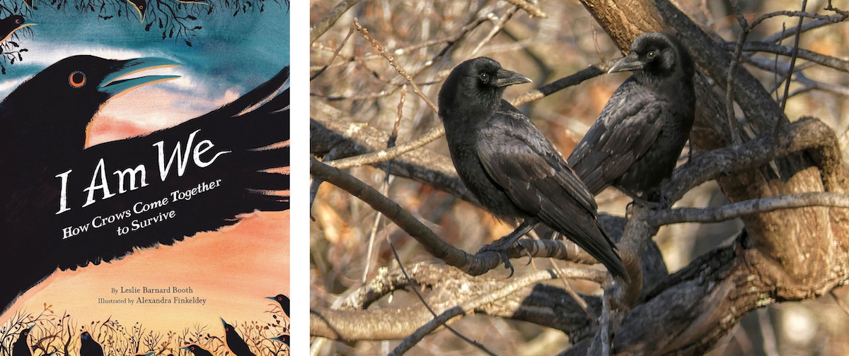 A collage of two photos. The photo on the left is of the book cover, "I Am We: How Crows Come Together to Survive." The photo on the right is of two crows perched on tree branches with their bodies pointed away from each other, but their heads are turned towards one another. In the background is an autumn woodland.