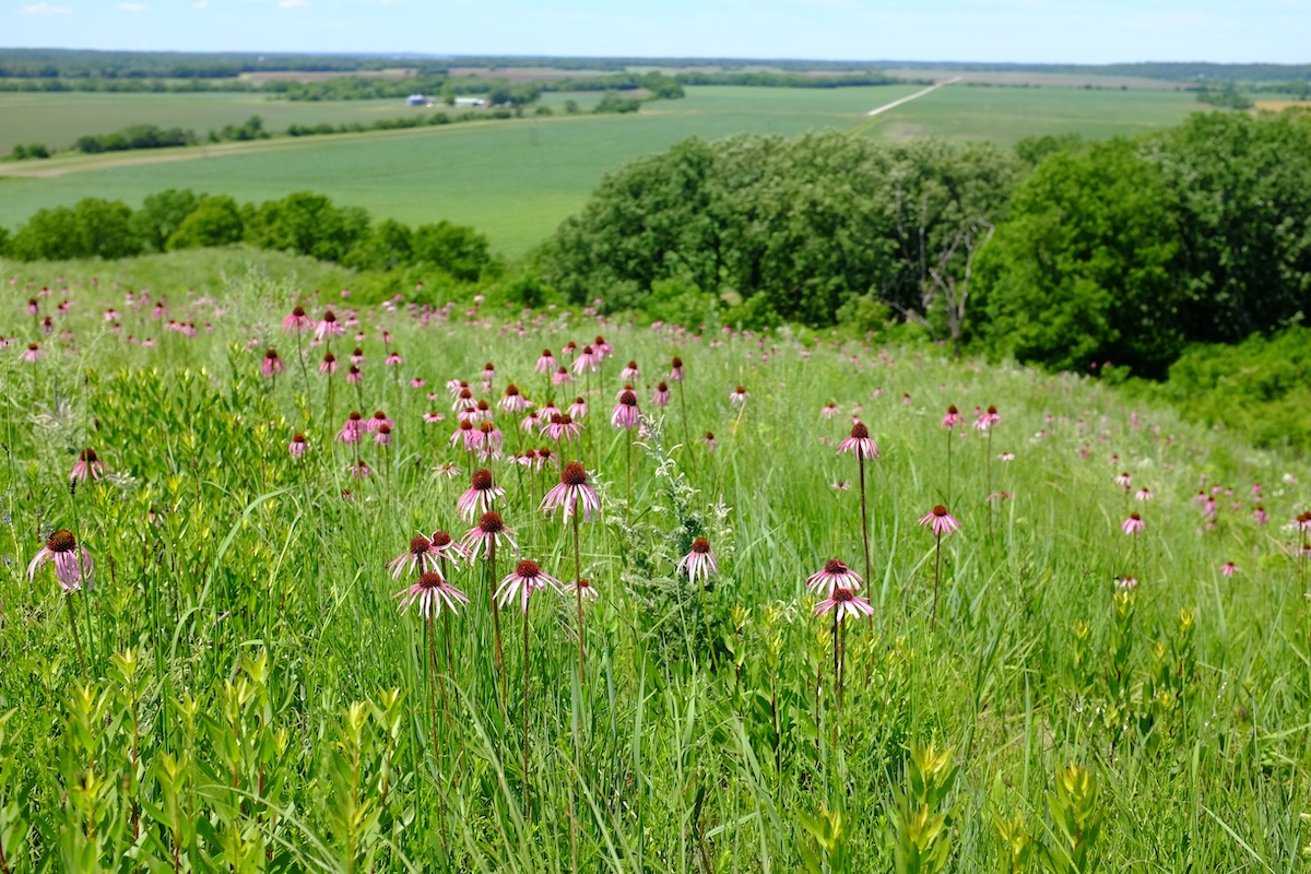 A view from a hill prairie overlooking agricultural fields. Pink flowers are interspersed throughout the prairie.