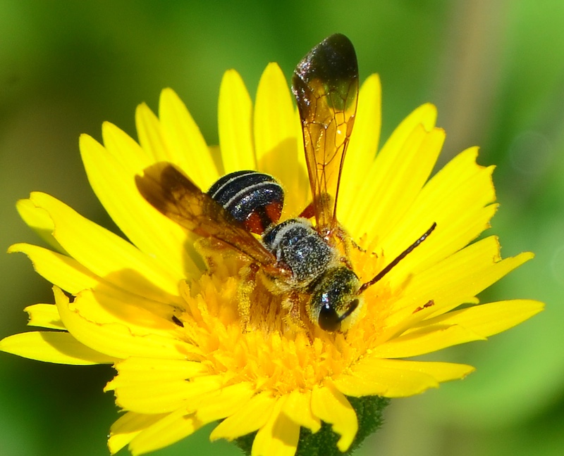 A close-up of a bee collecting nectar and pollen on a yellow prairie flower.