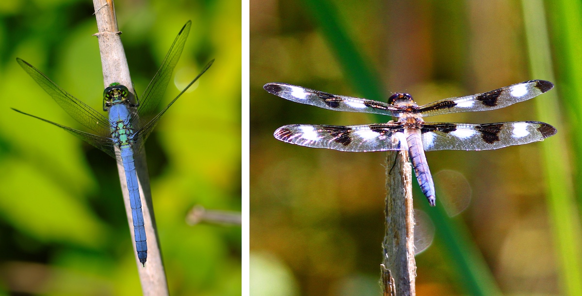 A collage of two images of dragonflies of the same species lined-up side-by-side. The blue, green dragonfly with clear wings on the left is a male. The gray-blue dragonfly with black and white spotted wings on the right is a female. Both are perching on plant stems.