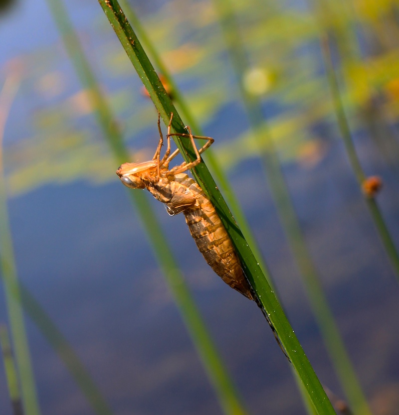 A dragonfly larva exuvia left behind on a blade of grass after the adult has flown away.