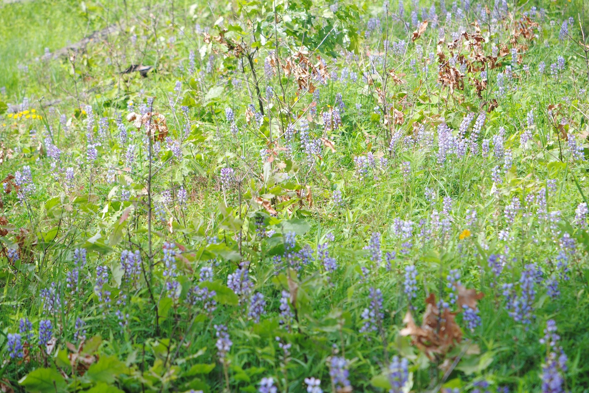 A sun dappled field with small light blue and lavender flowers interspersed throughout.
