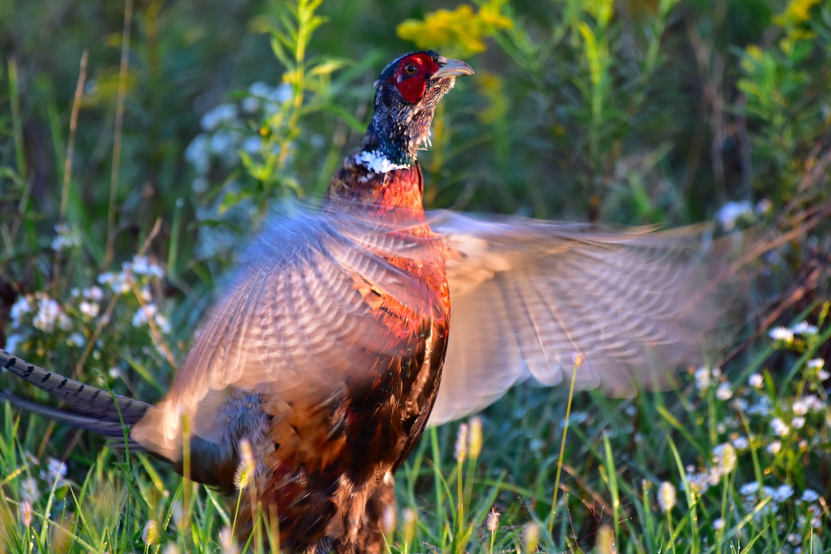 An adult male ring-necked pheasant flaps his wings while standing along the edge of a grassland.