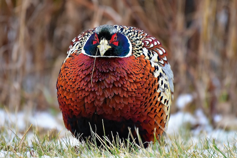 A  colorful red, iridescent blue, white, tan, reddish, gray and black adult male ring-necked pheasant huddles with his feathers fluffed for warmth on a cold winter's day. In the background is a snowy grassland.