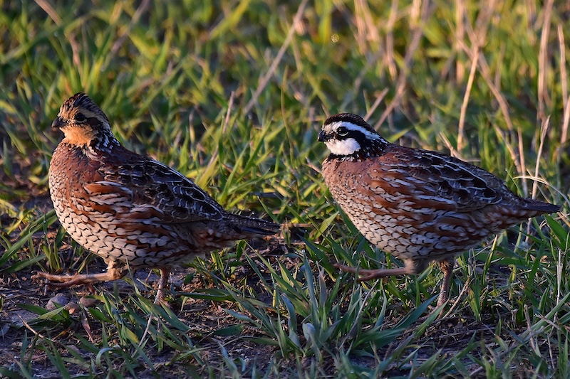 A male and female pair of bobwhite quail walk across a grass area. The female is to the left and is brown and tan. The male is to the right and is tan, brown, white and black.