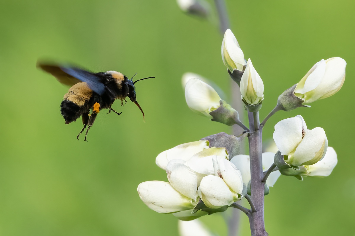 A close-up of a bumble bee as it approaches white flowers.