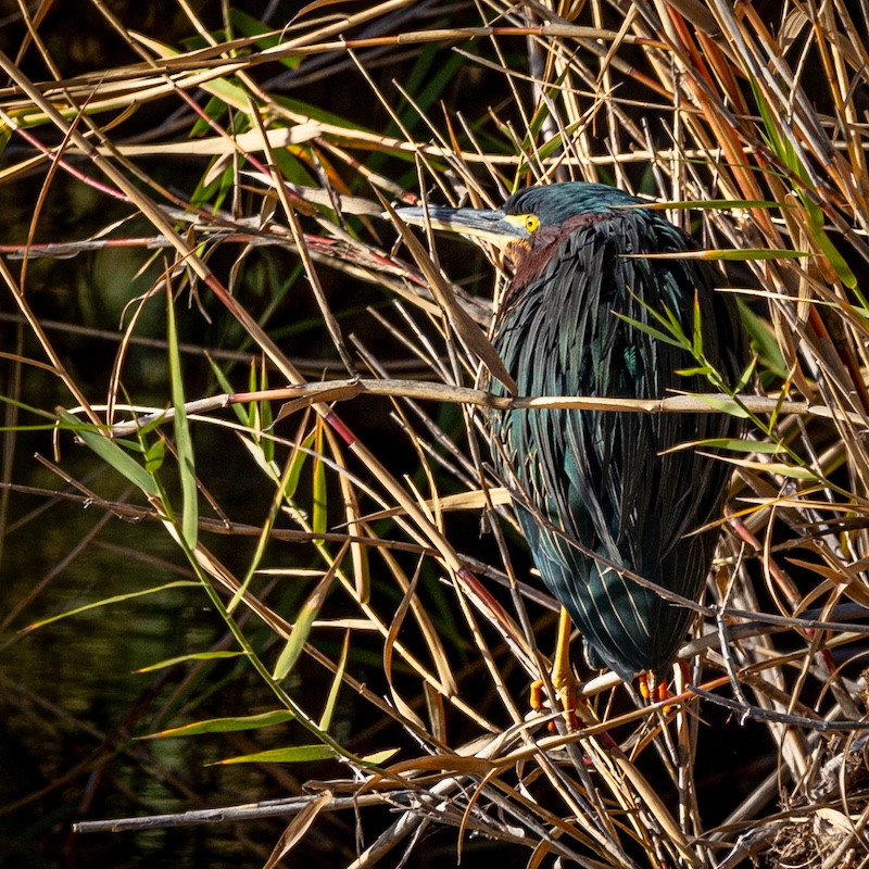 A iridescent green heron perches in a cane thicket.