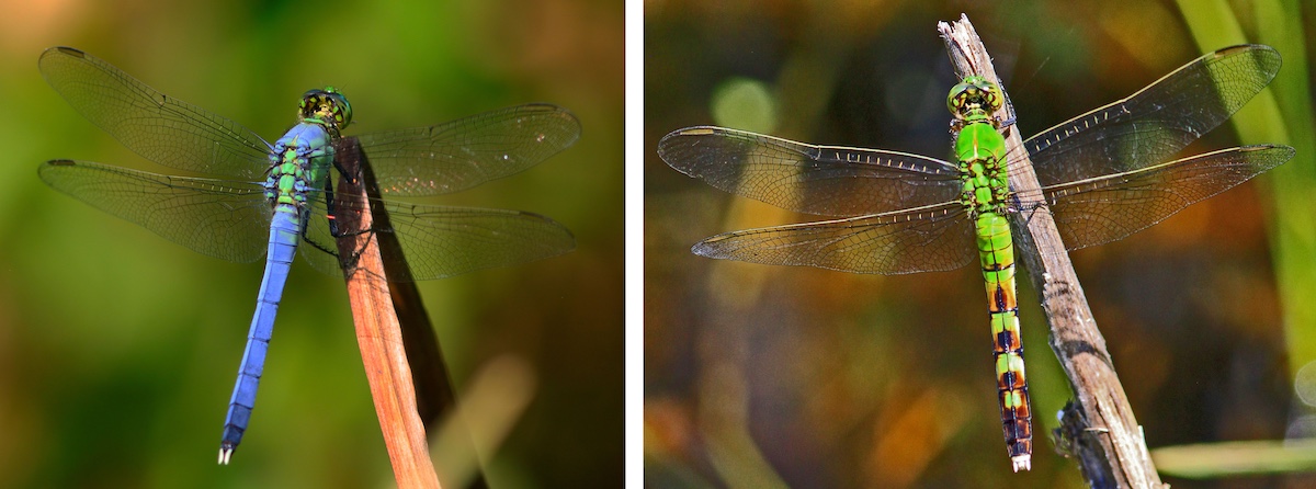 A collage of two images of dragonflies of the same species lined-up side-by-side. The blue dragonfly with clear wings on the left is a male. The green dragonfly with clear wings on the right is a female. Both are perching on plant stems.