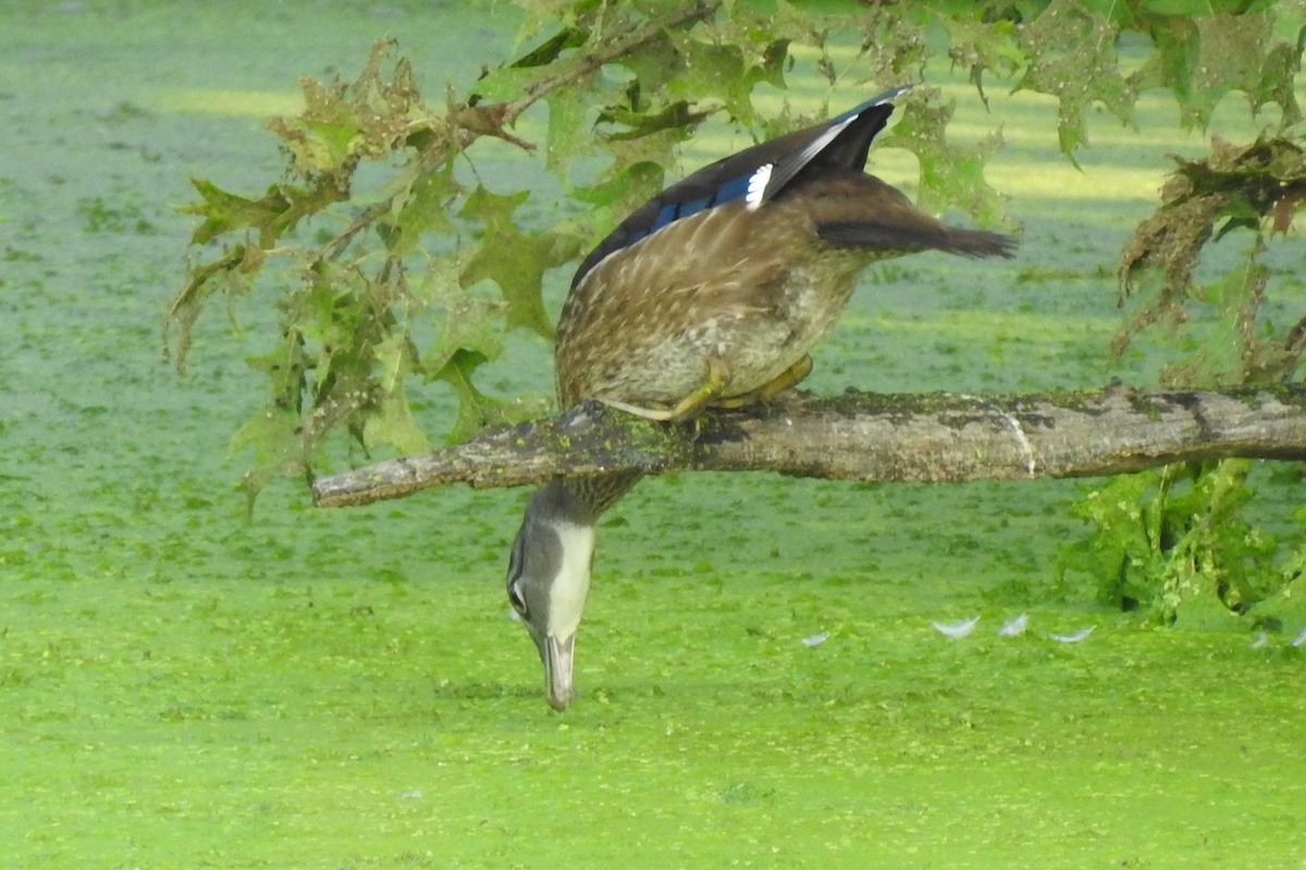 A wood duck perches on a tree branch over a pond covered in algae. The duck bends down toward the pond's surface and forages for food. Tree leaves are above the duck.