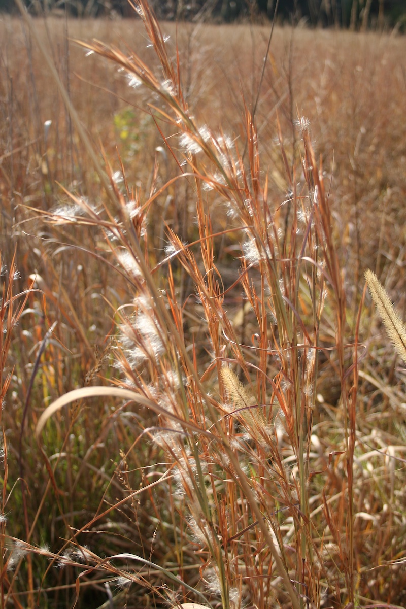 A tuft of reddish, tan grass with fluffy white seed along its stems stands apart from other grasses in a field.