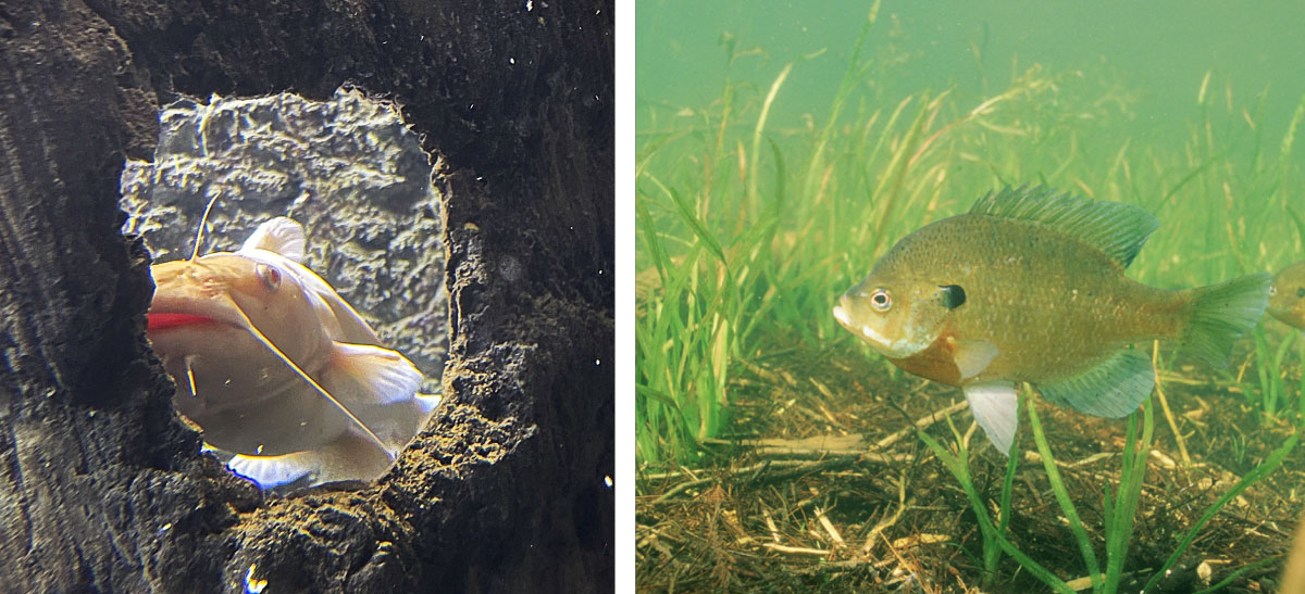 Two photos collaged together of two fish. The fish on the left is of a catfish peering through the hole of a log. The photo on the right is of a small green and blue fish swimming amongst some aquatic vegetation.