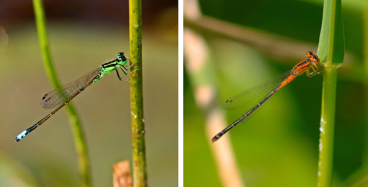 A collage of two images of damselflies lined up side-by-side. The damselflies are the same species, but look different because of their genders. The male on the left has a green head and thorax and a blue and black abdomen. The female on the right has a red head and thorax and a black abdomen.