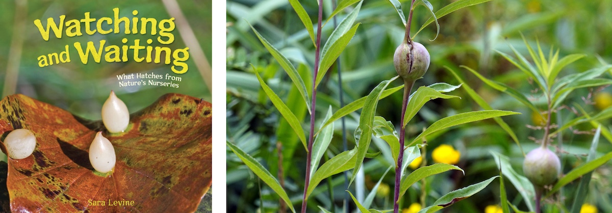 A collage of two photos. The photo on the left is of the book cover, "Watching and Waiting: Watch Hatches from Nature's Nurseries." The photo on the right is of two green spherical growths on two plant stems. In the background is green vegetation.