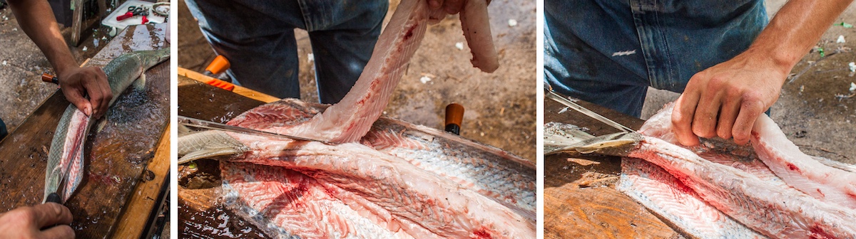 A graphic of three photos demonstrating how to prepare a fish for the table. An individual starts by cutting through scales and separating fillets from the backbone of the fish.
