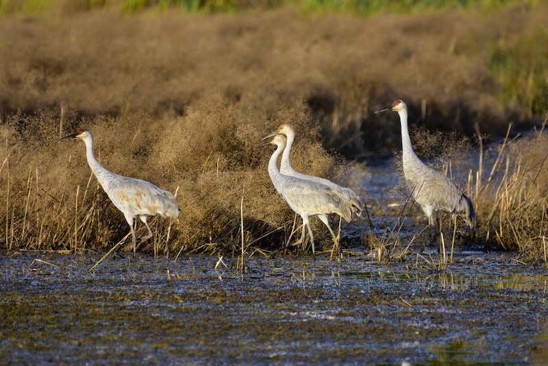 A family of mostly gray and white sandhill cranes forage at a wetland during spring migration.