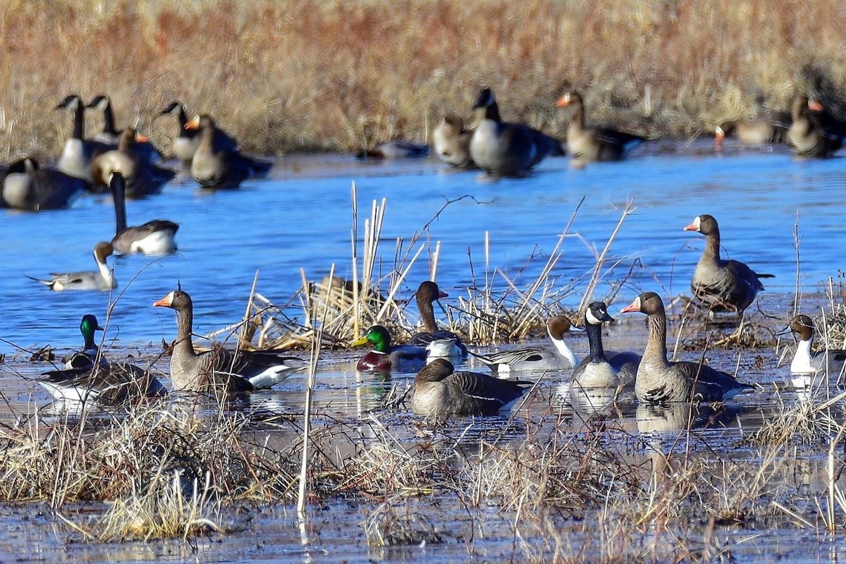 Various waterfowl species foraging on a wetland.
