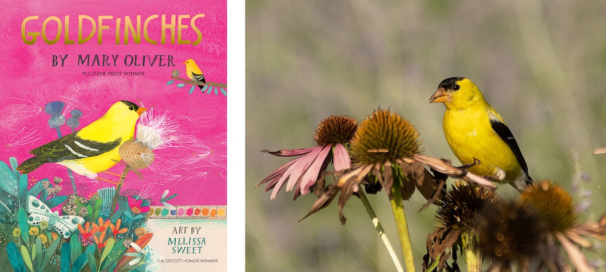A collage of two photos. The photo on the left is of the book cover, "Goldfinches." The photo on the right is of a goldfinch eating cornflower seeds while perched on coneflower seedheads.