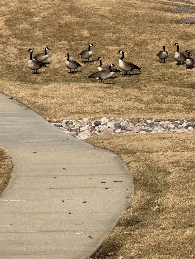 A group of geese stand near a sidewalk that is covered in their feces.