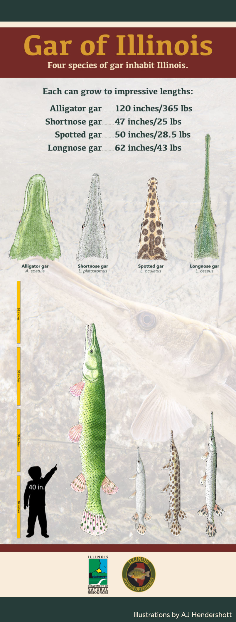 A graphic showing the differences in size and appearance of four different species of Illinois gar fish.