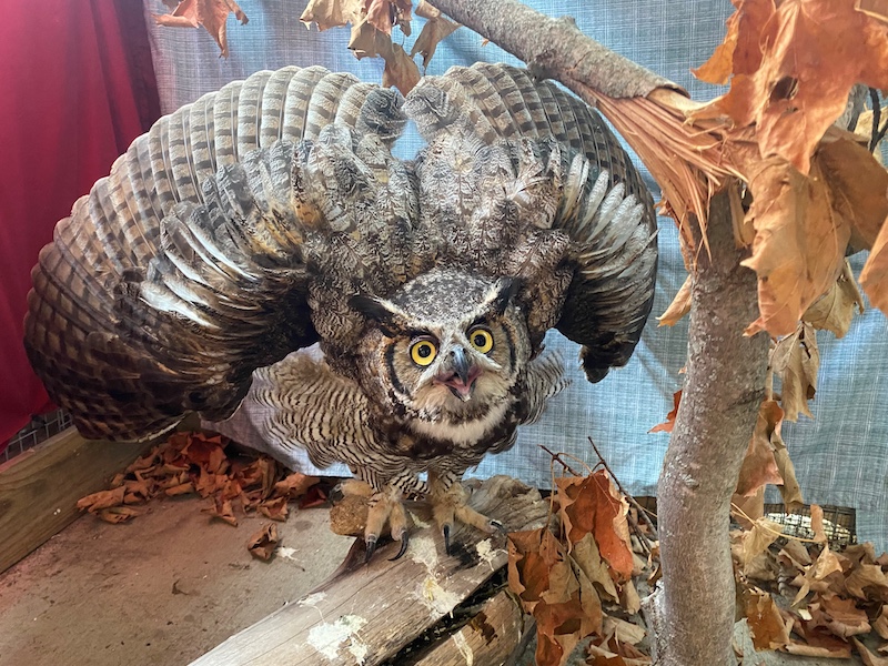 A gray, brown, tan and black great horned owl perches on a log and displays defensive posture. The owl's wings are outstretched above its back and feathers are puffed out at its sides. The result is the owl looking much bigger than it actually is. The owl is in an enclosure lined with sheets of fabric in the background.